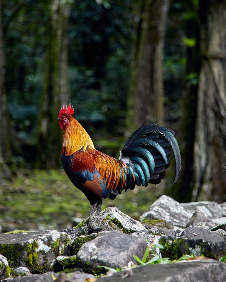 A cock stands proudly in a forest in The Islands of Tahiti, French Polynesia