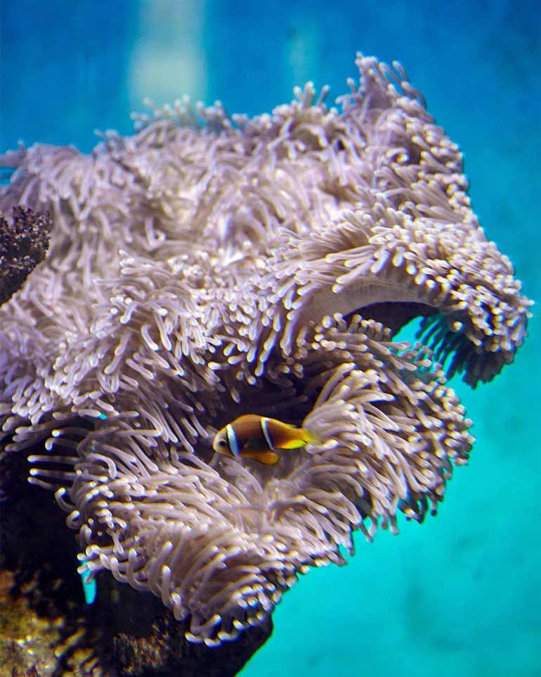 A fish swims near a coral in The Islands of Tahiti, French Polynesia