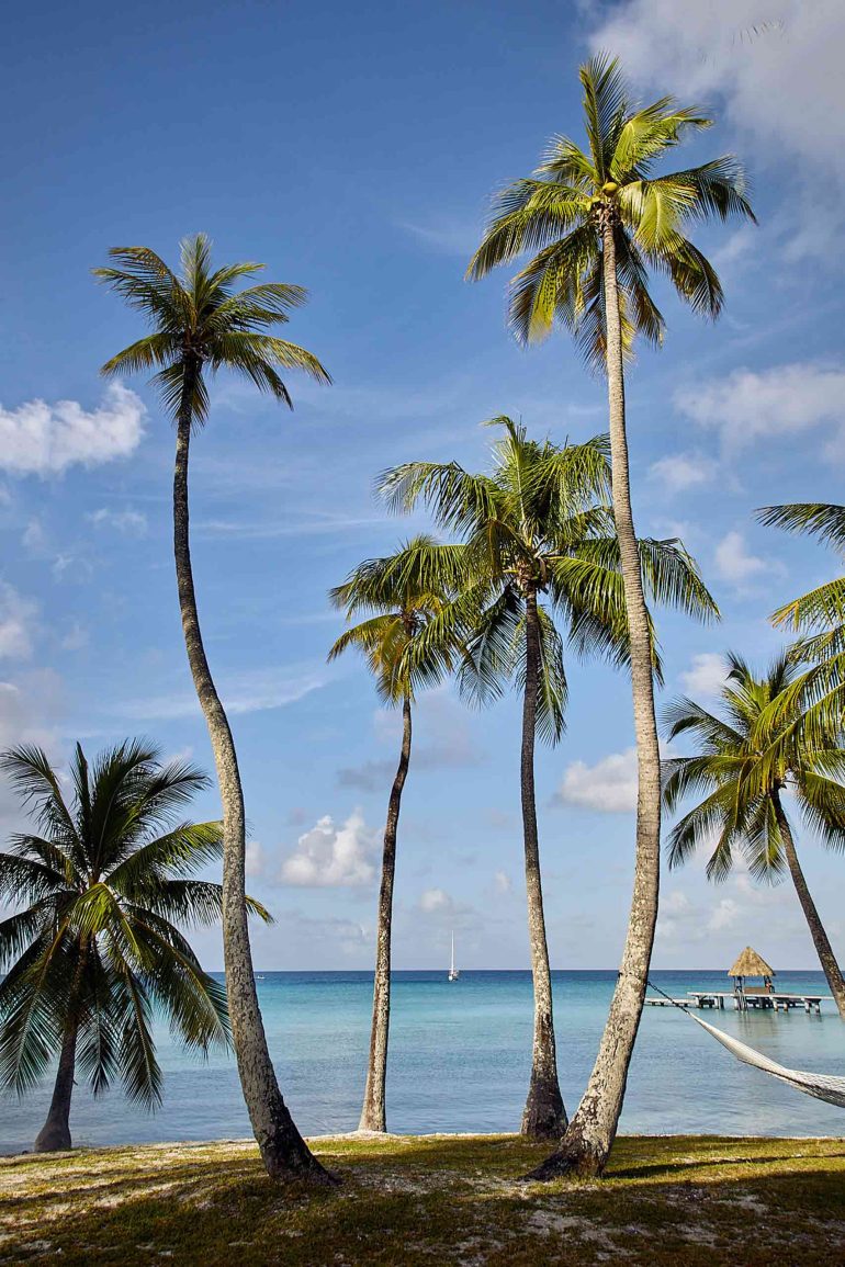 Palm trees by the sea in The Islands of Tahiti, French Polynesia