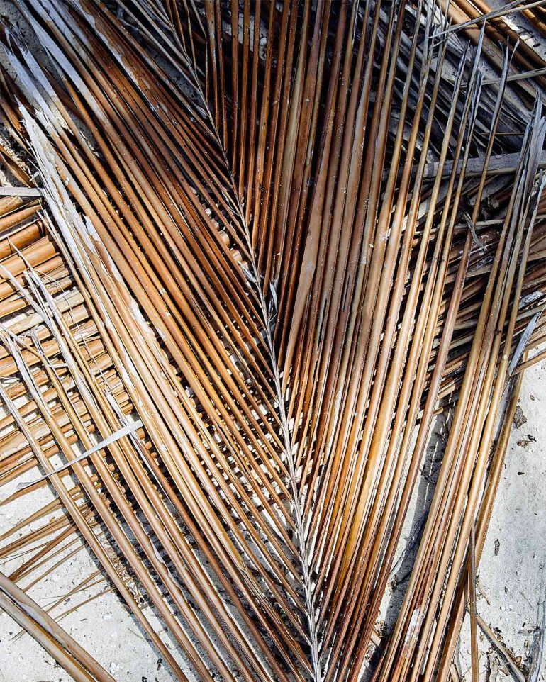 A dried palm leaf lies in the sand in The Islands of Tahiti, French Polynesia