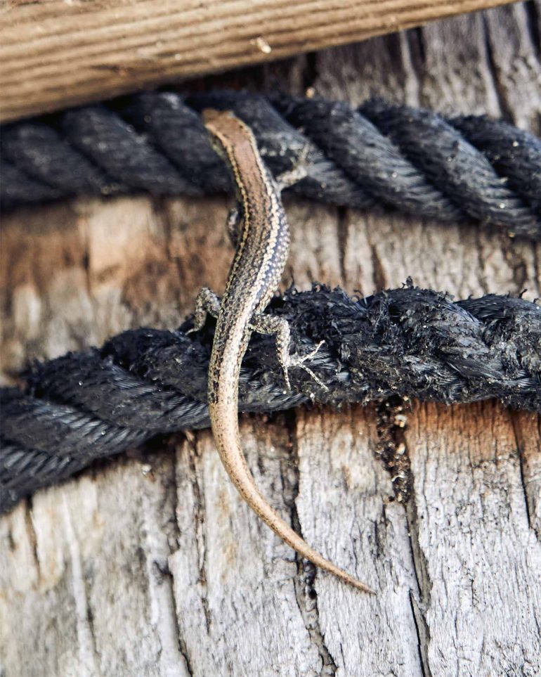 A small lizard climbing over ropes in The Islands of Tahiti, French Polynesia