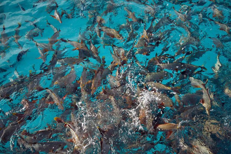 Fish in the turquoise waters of The Islands of Tahiti, French Polynesia