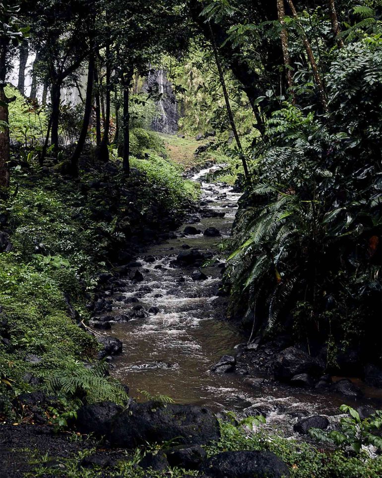 A small stream snakes its way through the forest of The Islands of Tahiti, French Polynesia