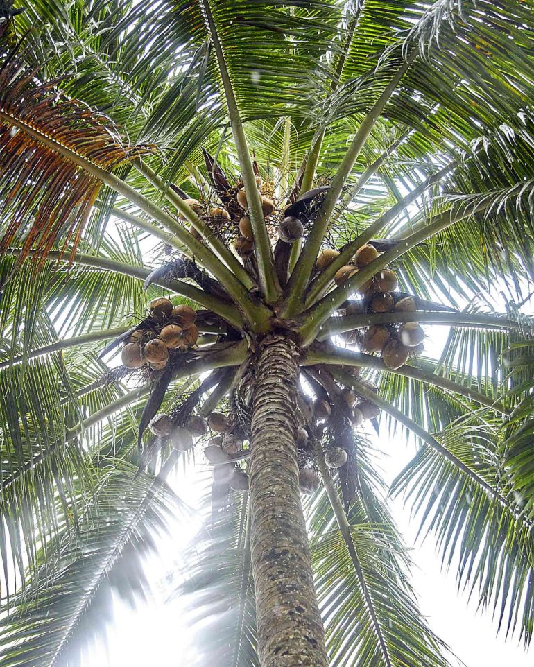View of a palm tree from below in The Islands of Tahiti, French Polynesia