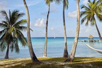 Palm trees by the sea in The Islands of Tahiti, French Polynesia