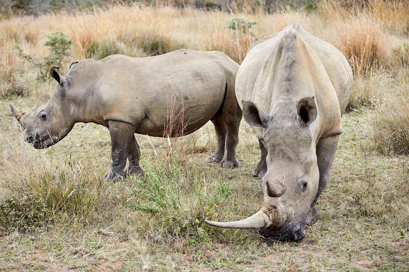 Rhinos graze in the Shambala Private Game Reserve, South Africa