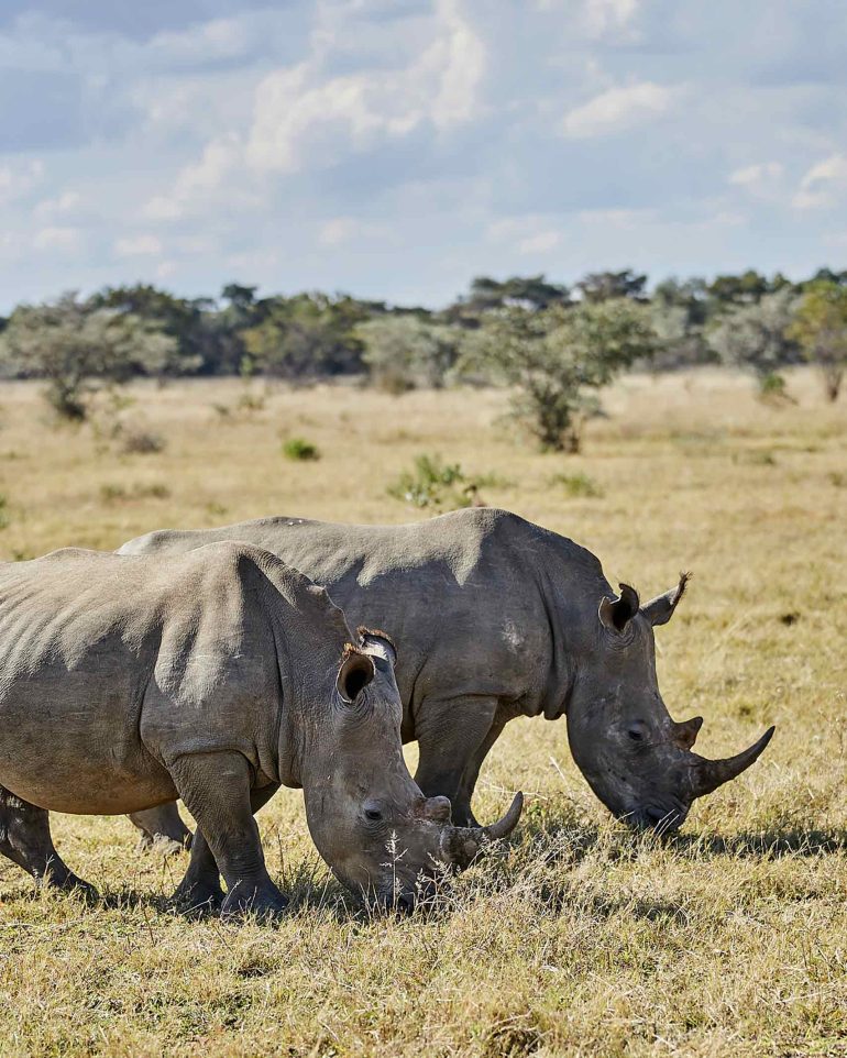 Two rhinos in the grass of the Shambala Private Game Reserve, South Africa