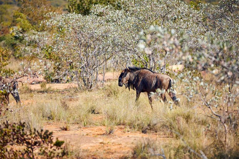 A wildebeest in the bushes of the Shambala Private Game Reserve, South Africa