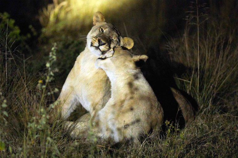 Two lionesses at night in the Shambala Private Game Reserve, South Africa