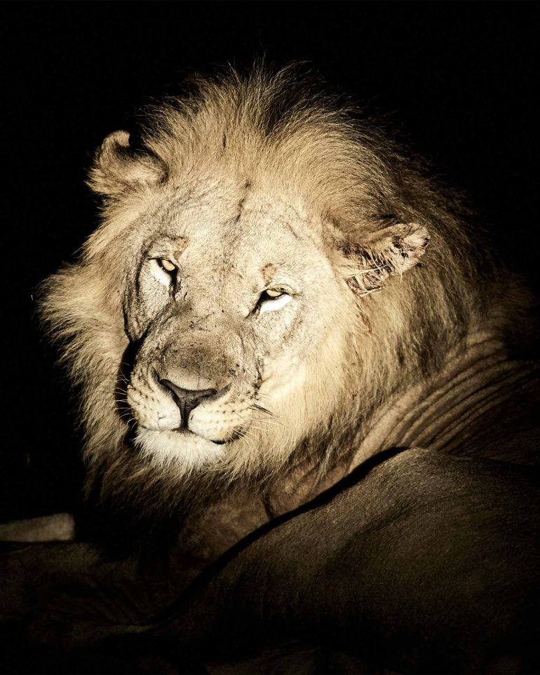 A male lion looks towards the camera at night in the Shambala Private Game Reserve, South Africa