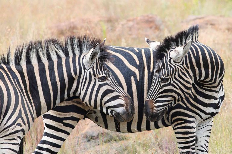 Zebras in the Shambala Private Game Reserve, South Africa