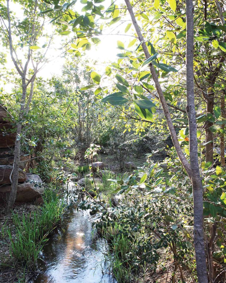 A small stream overgrown with shrubs in the Shambala Private Game Reserve, South Africa