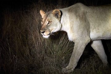 A lioness on the prowl at night in the Shambala Private Game Reserve, South Africa