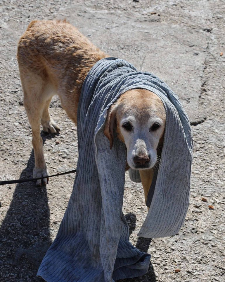 A dog with a towel wrapped around it