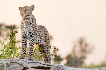 Botswana