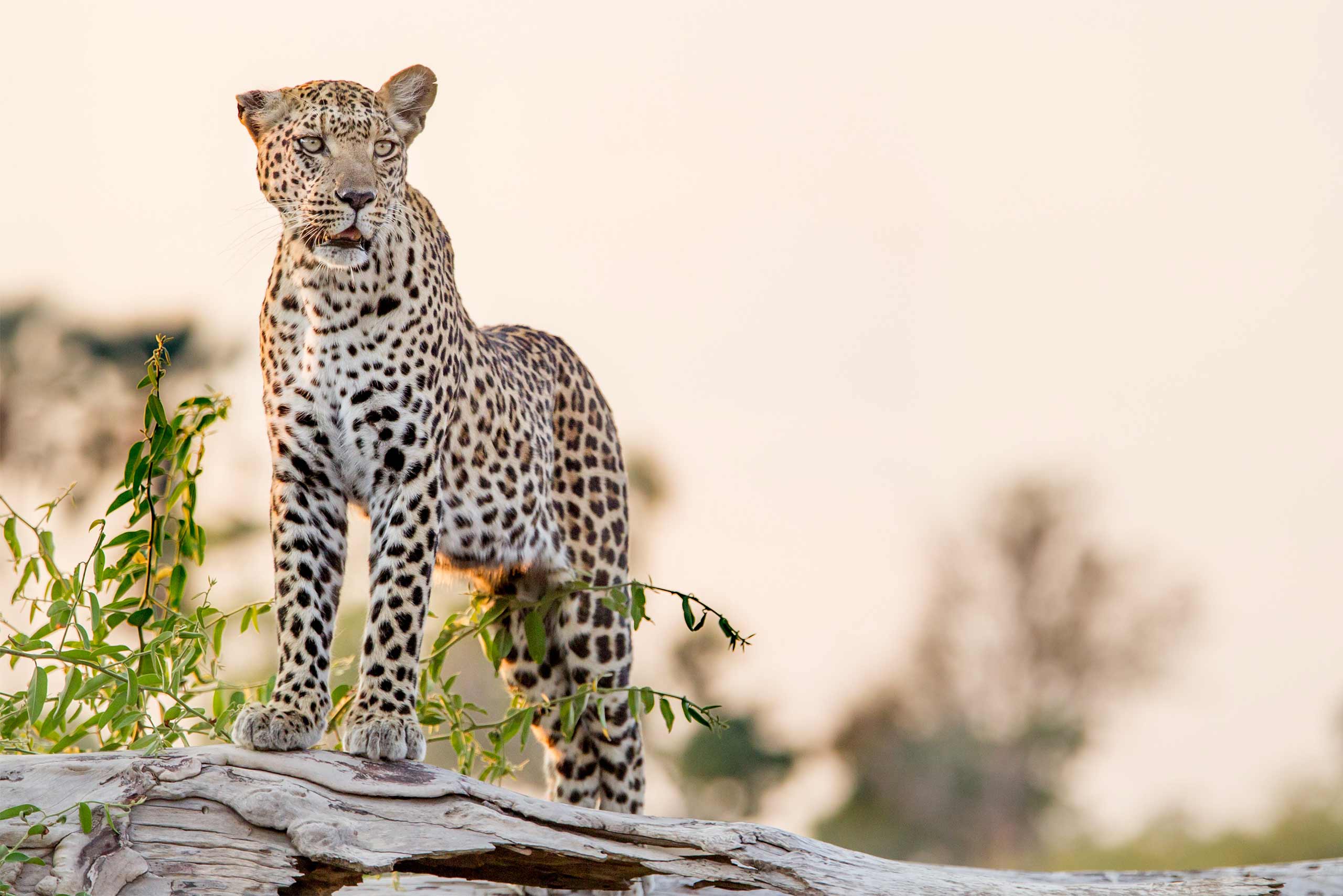 Botswana