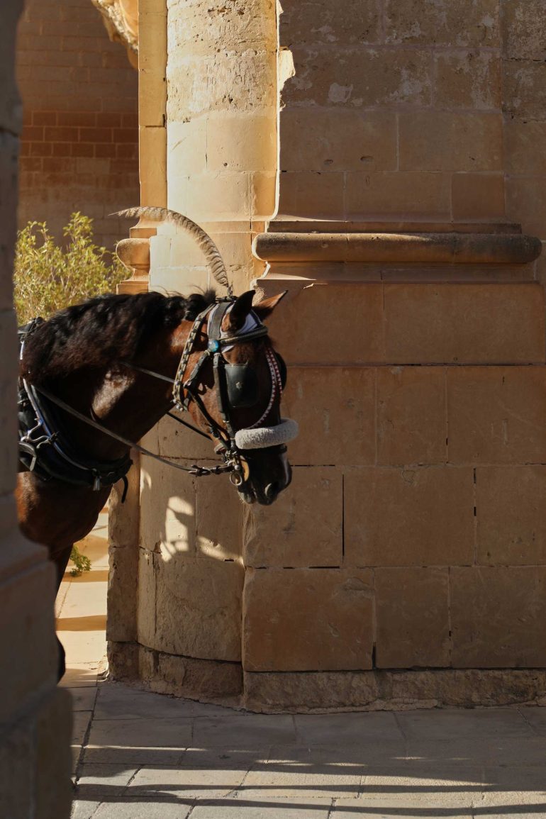 A majestic horse peaking its head around a street corner at sunset