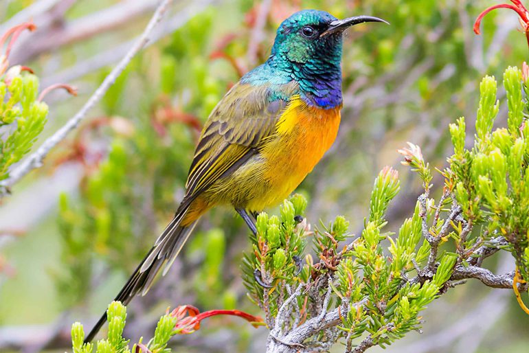 A bird in the Helderberg Nature Reserve, Western Cape, South Africa