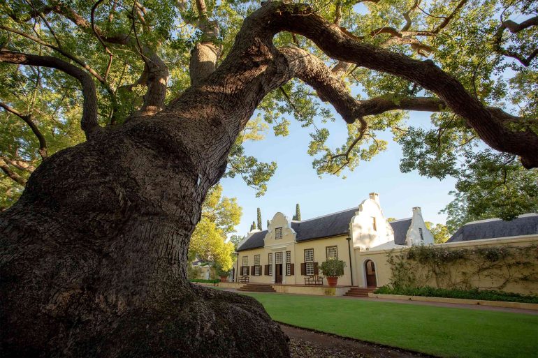 A camphor tree at Vergelegen Wine Estate, Western Cape, South Africa