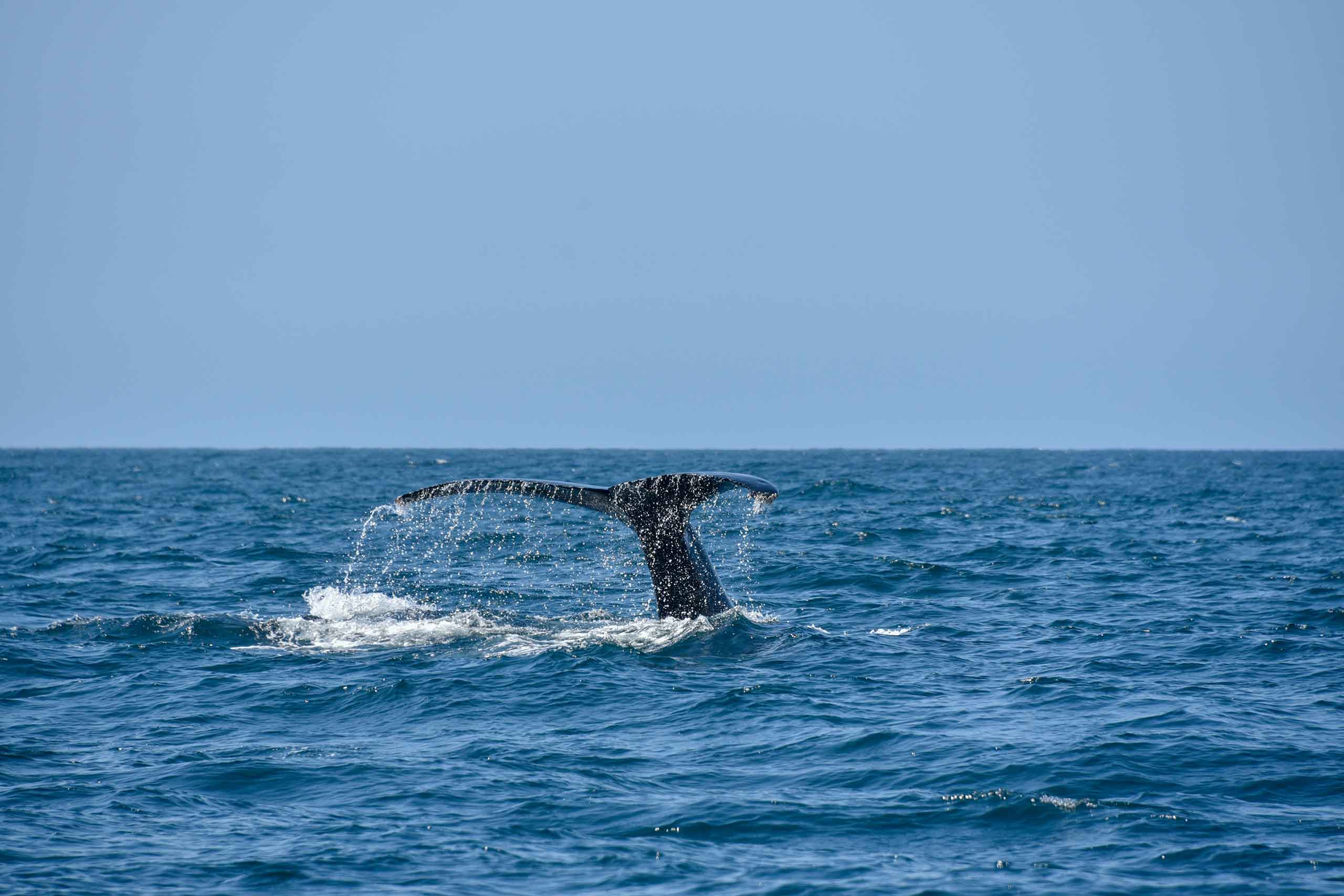 Virtuoso Travel Week: Whale spotting in Los Cabos, Mexico