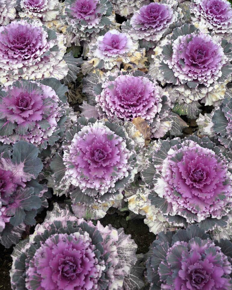 Cabbages outside Chiang Mai, Thailand