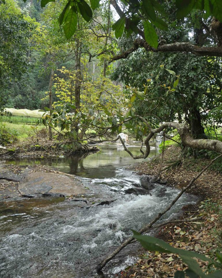 A stream in the countryside outside Chiang Mai, Thailand