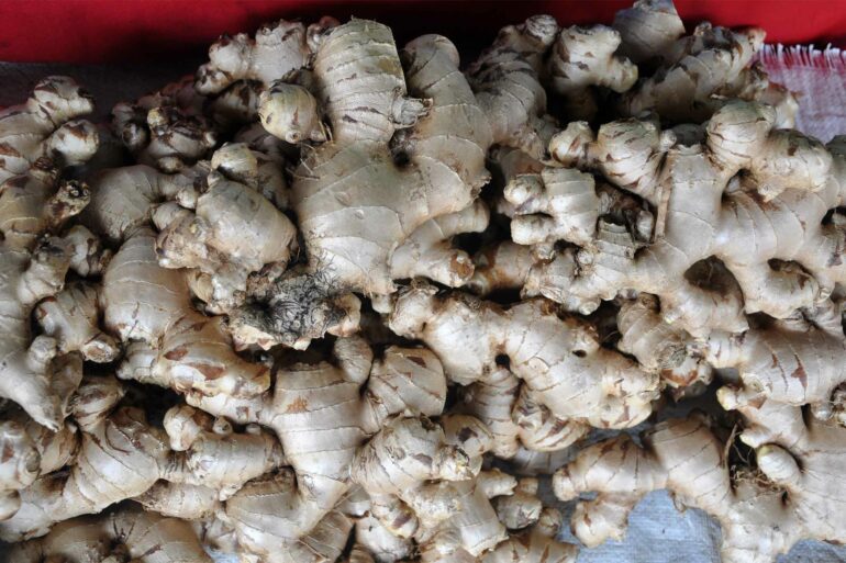 Organic ginger from an eco valley outside Chiang Mai, Thailand