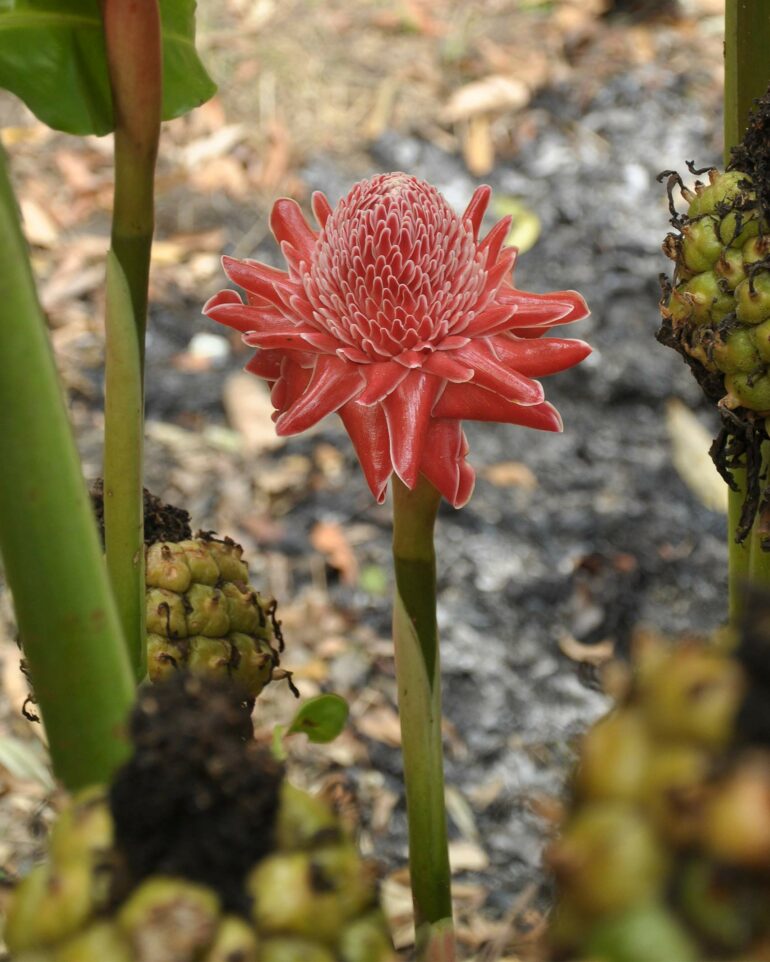 A ginger lily plant outside Chiang Mai, Thailand