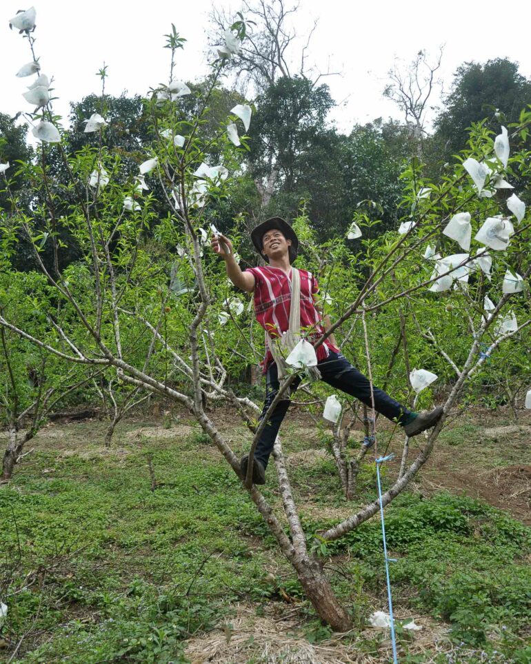 Pakayaw tribesman Nu climbs a tree in his eco valley outside Chiang Mai, Thailand