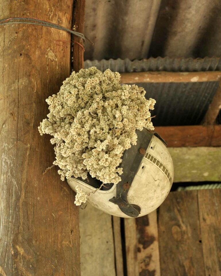 Dried flowers in a helmet in the eco valley outside Chiang Mai, Thailand