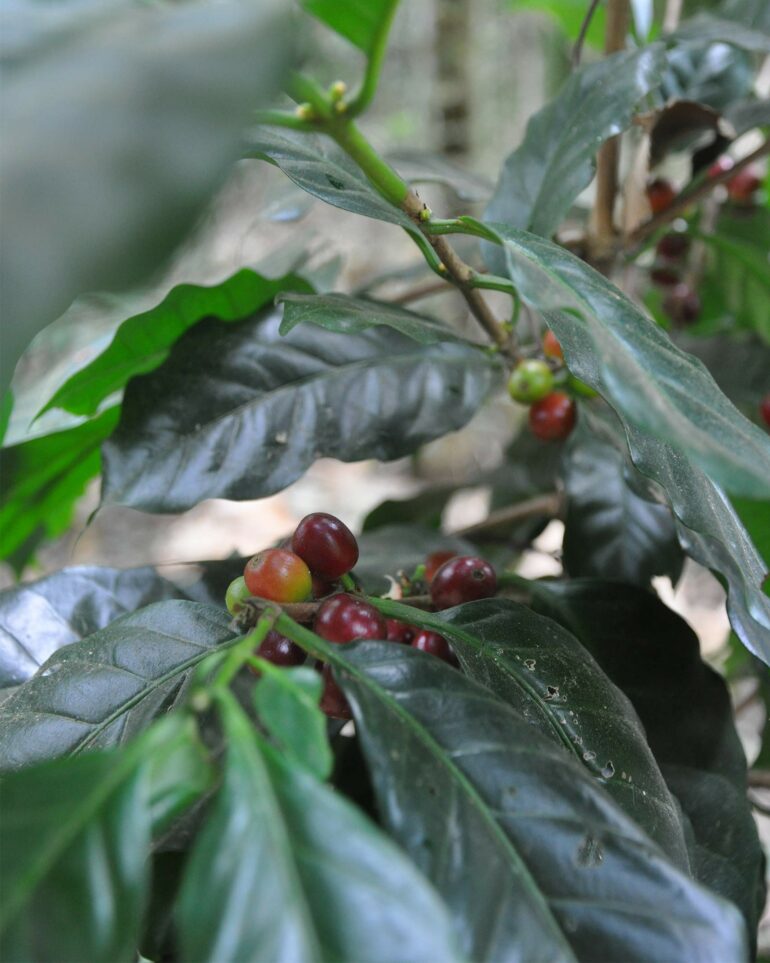 Coffee grows in the eco valley outside Chiang Mai, Thailand