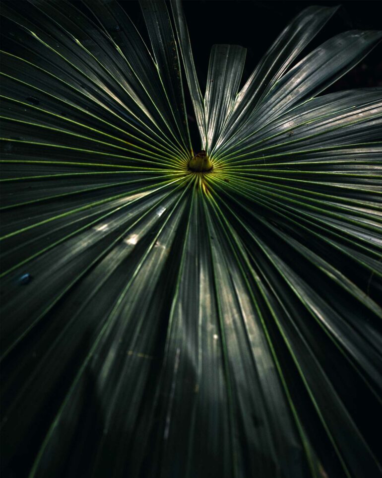 Detail of a plant on the Riviera Maya, Mexico