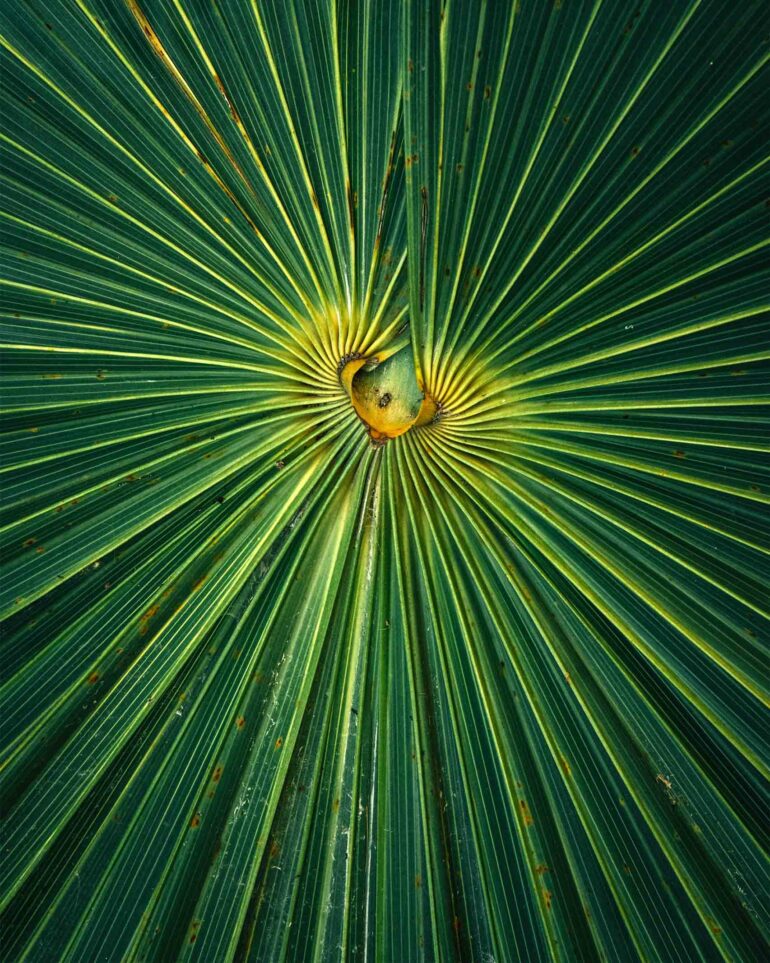 Detail of a palm on the Riviera Maya, Mexico