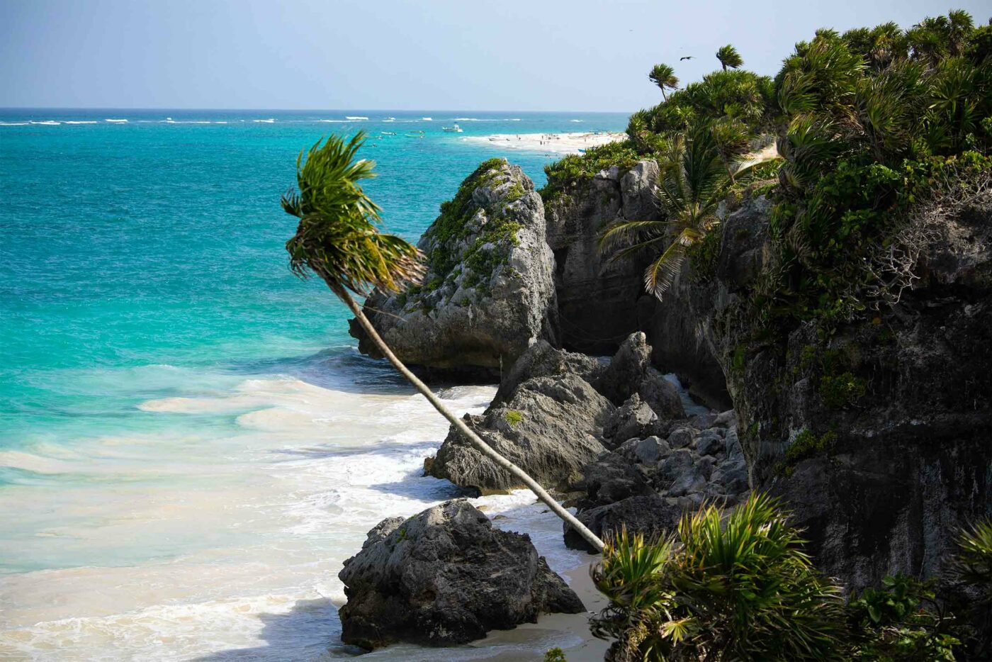 A palm tree sways in the breeze on the Riviera Maya, Mexico