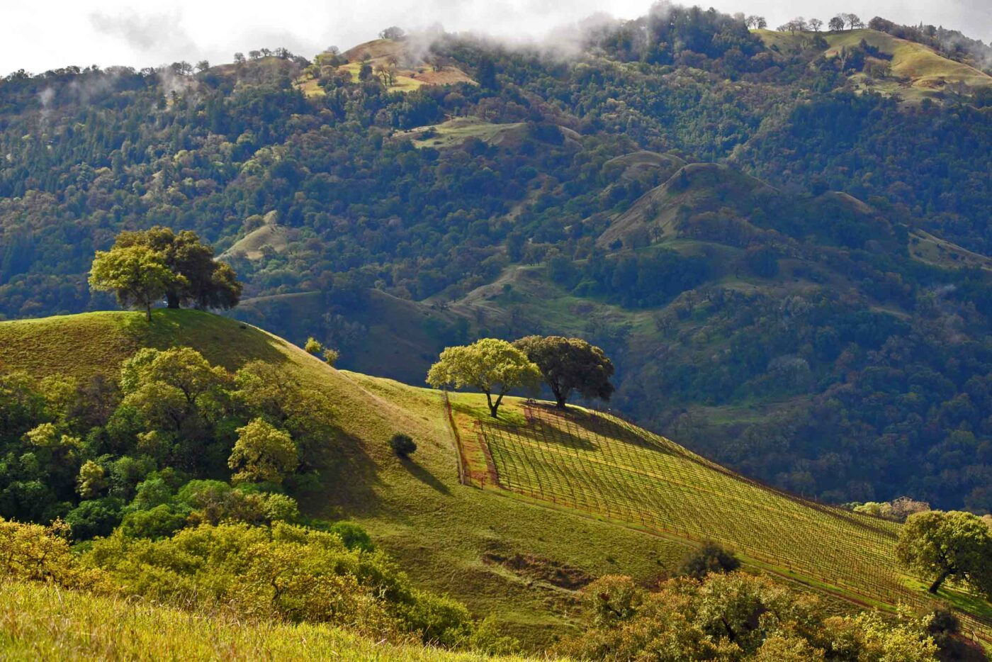 Vineyards in Sonoma County, Northern California, California, USA.