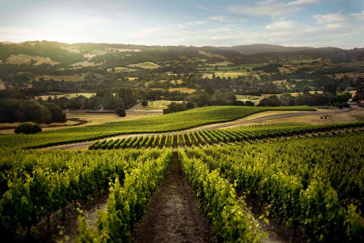 Lush green vineyards in Northern California, California, USA.