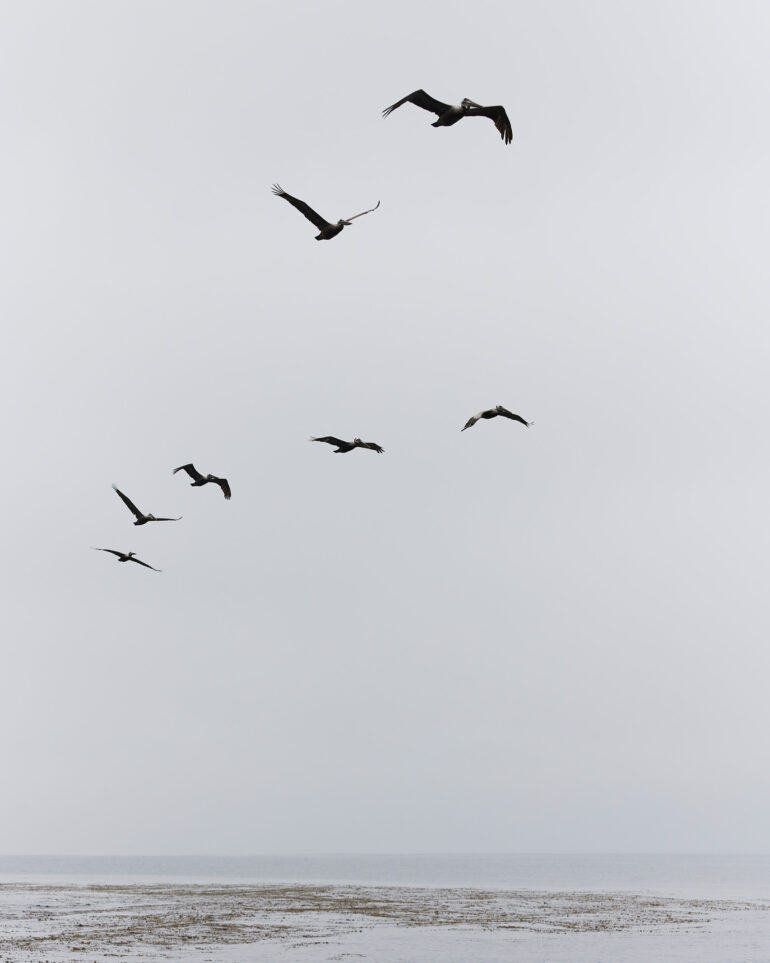 Birds hovering above the waters of the Channel Islands National Marine Sanctuary.