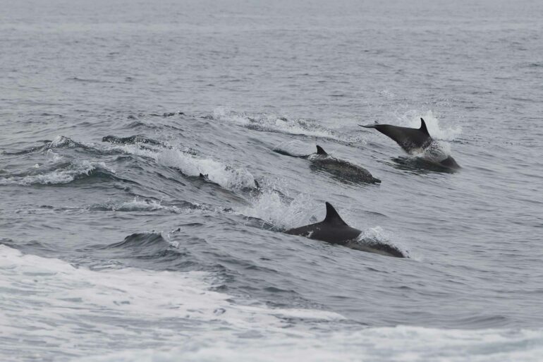 A dolphin pod swimming in the Channel Islands National Marine Sanctuary..