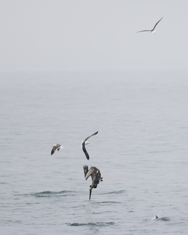 Birds diving in the Channel Islands National Marine Sanctuary.