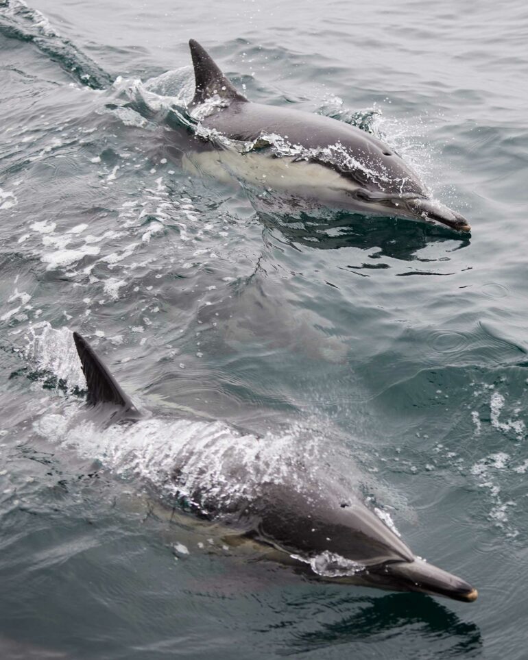 Dolphins in the Channel Islands National Marine Sanctuary.
