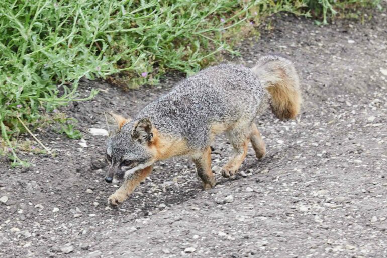A fox walking through Santa Cruz Island.