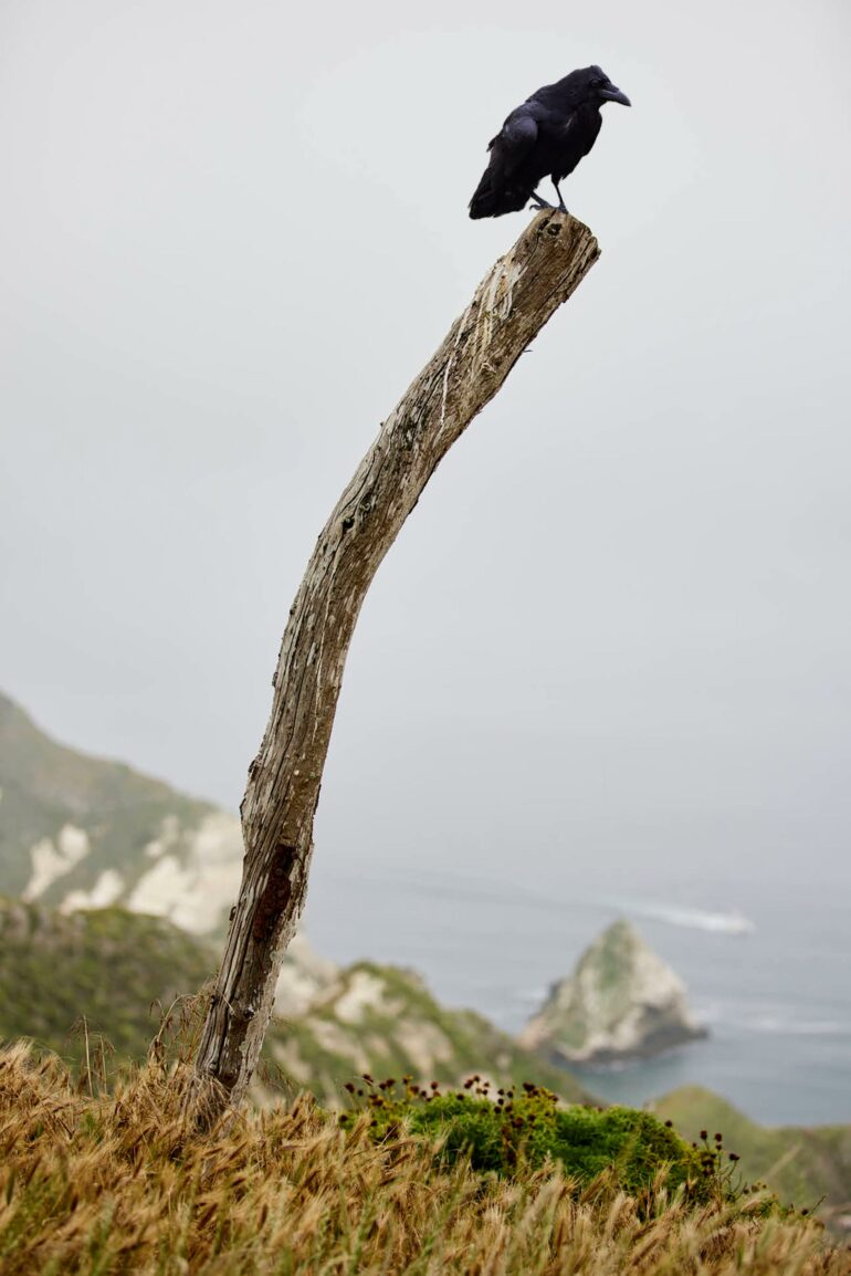 A bird perched on a brand, overlooking Santa Cruz Island.