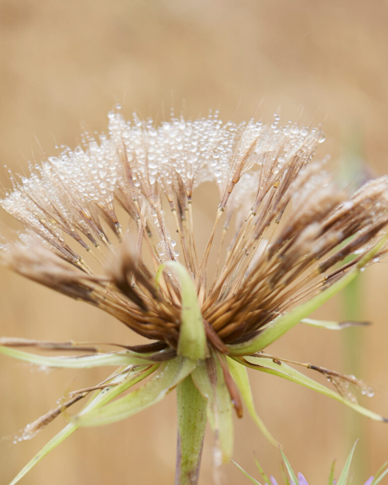 A dried flower head.