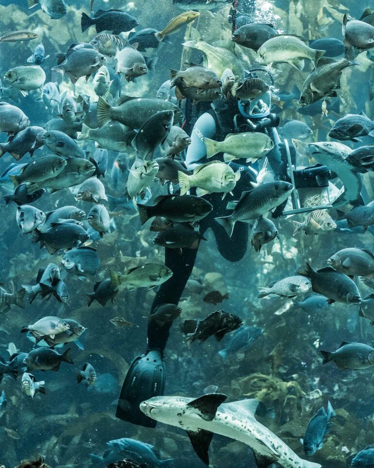 A diver surrounded by fish at the Monterey Bay Aquarium