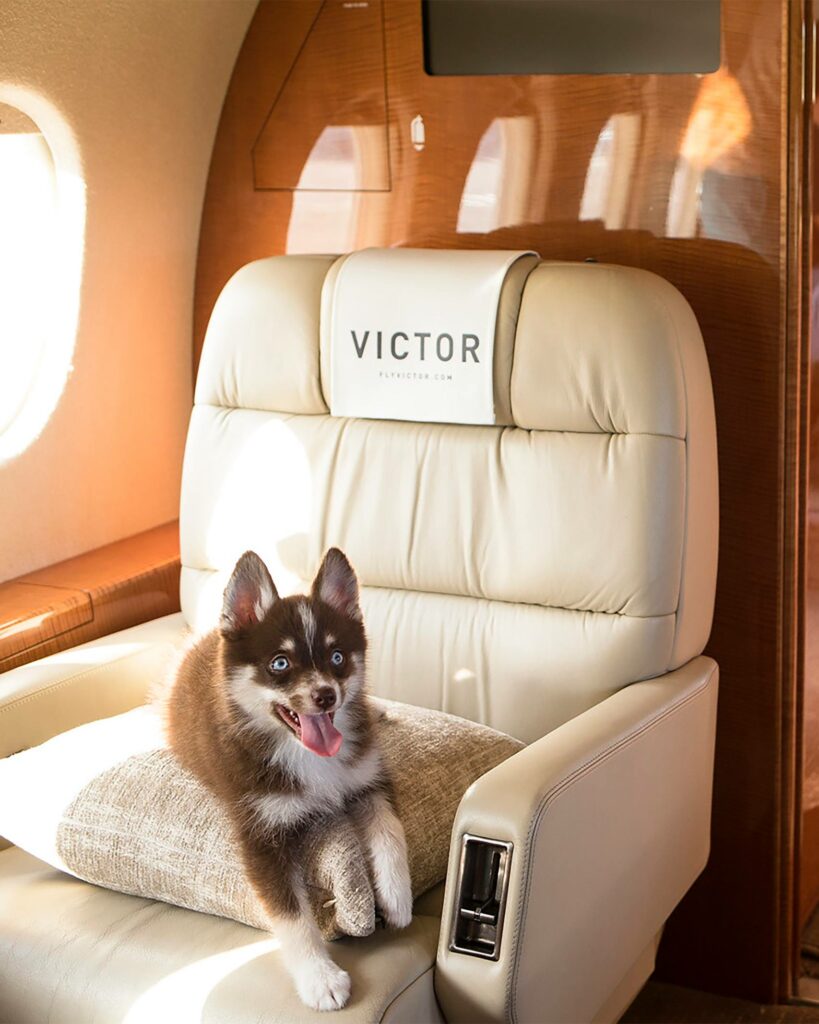 A dog travels aboard a private jet arranged by Victor