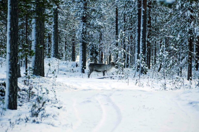 Reindeer in the Arctic Circle, Finland