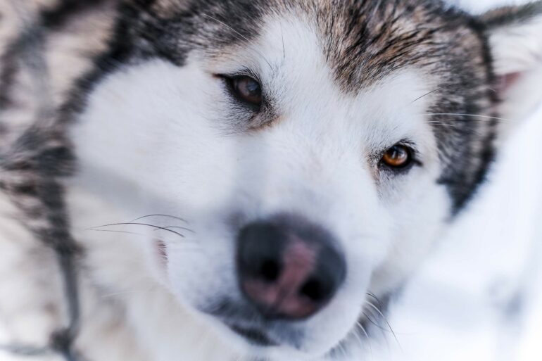 Close-up of a husky in the Arctic Circle, Finland