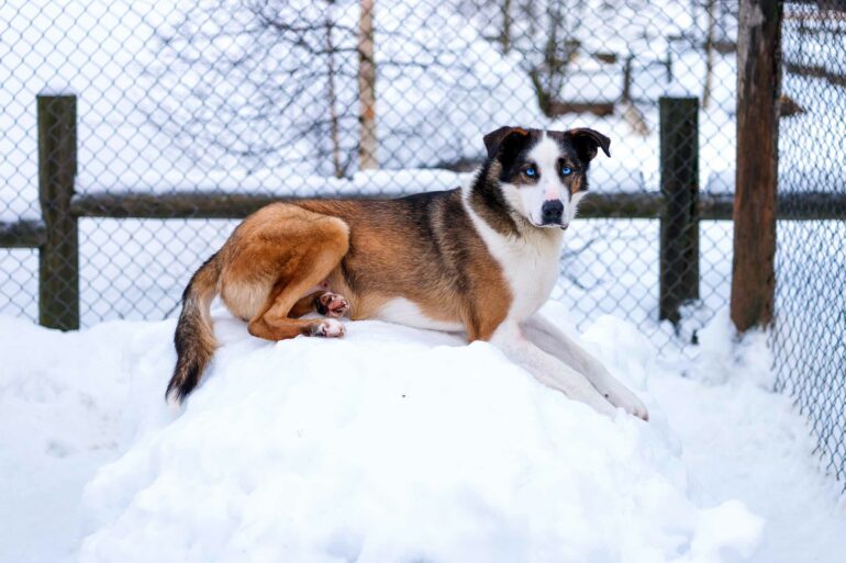 A husky sits in the snow in the Arctic Circle, Finland