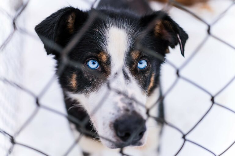 A husky behind wire mesh fence in Finnish Lapland