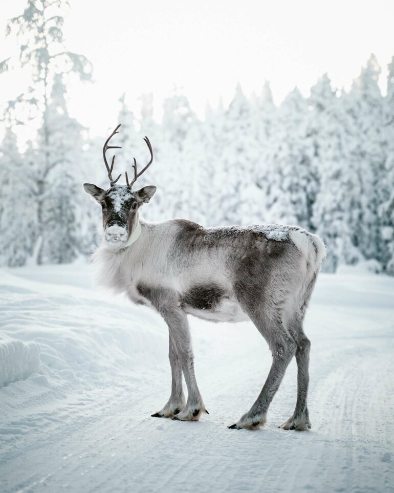 A reindeer in a wintery landscape in Finnish Lapland